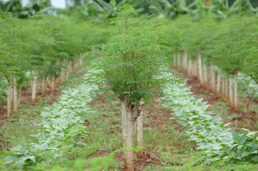 acerca de tekove green