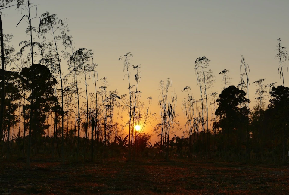 atardecer moringa