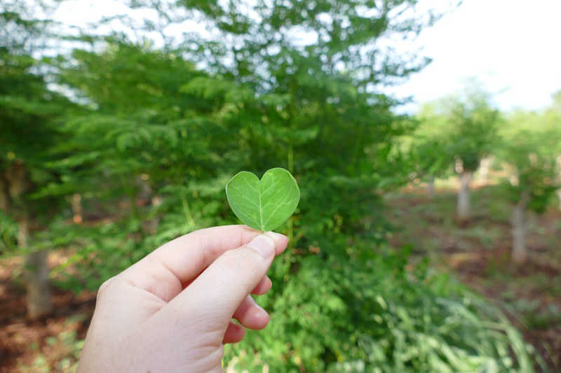 Hoja de moringa olifera en Piribebuy