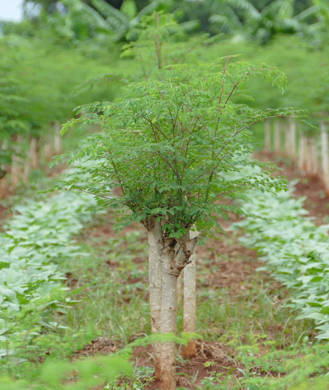 Moringa Oleifera