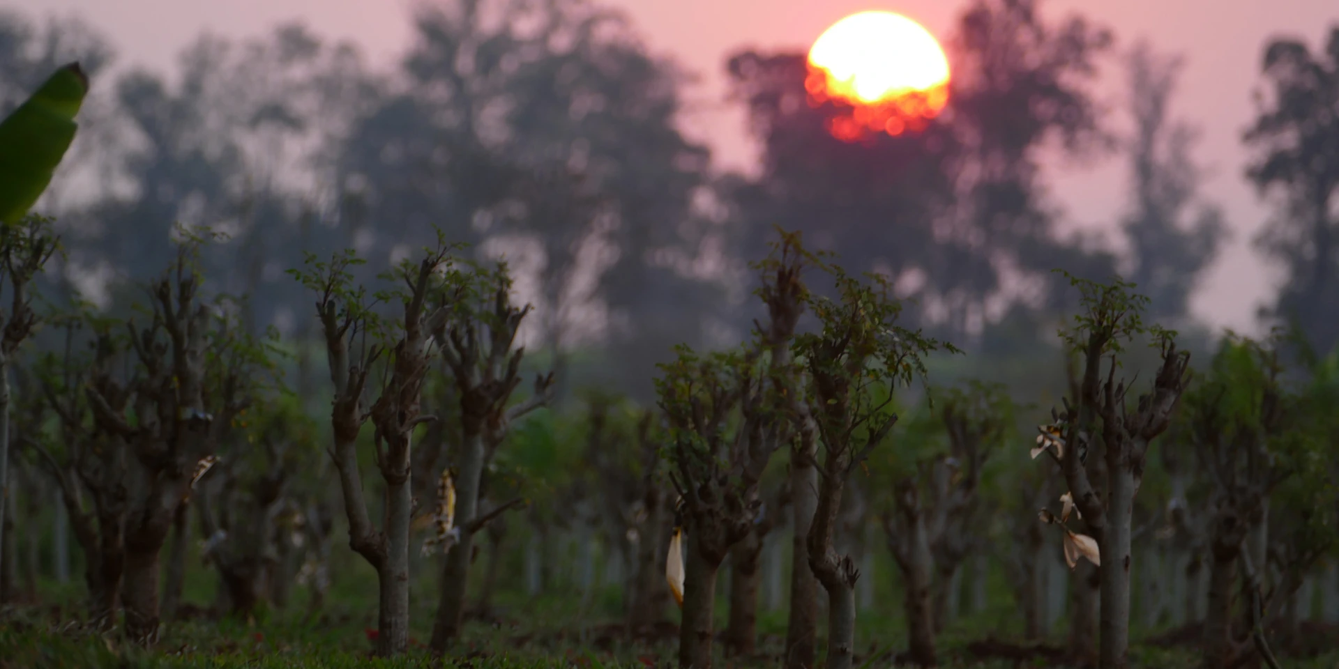 moringa finca santacruz
