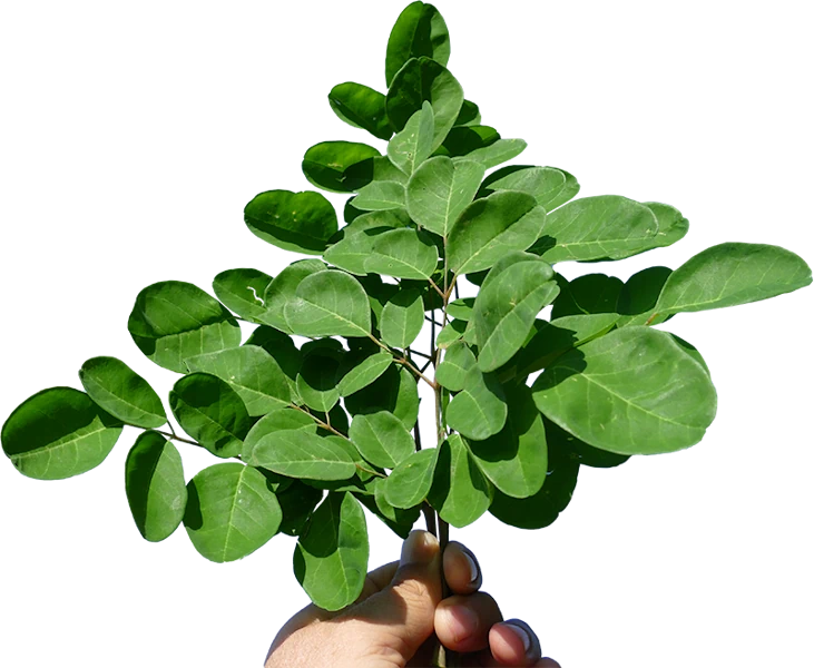 Hojas de Moringa