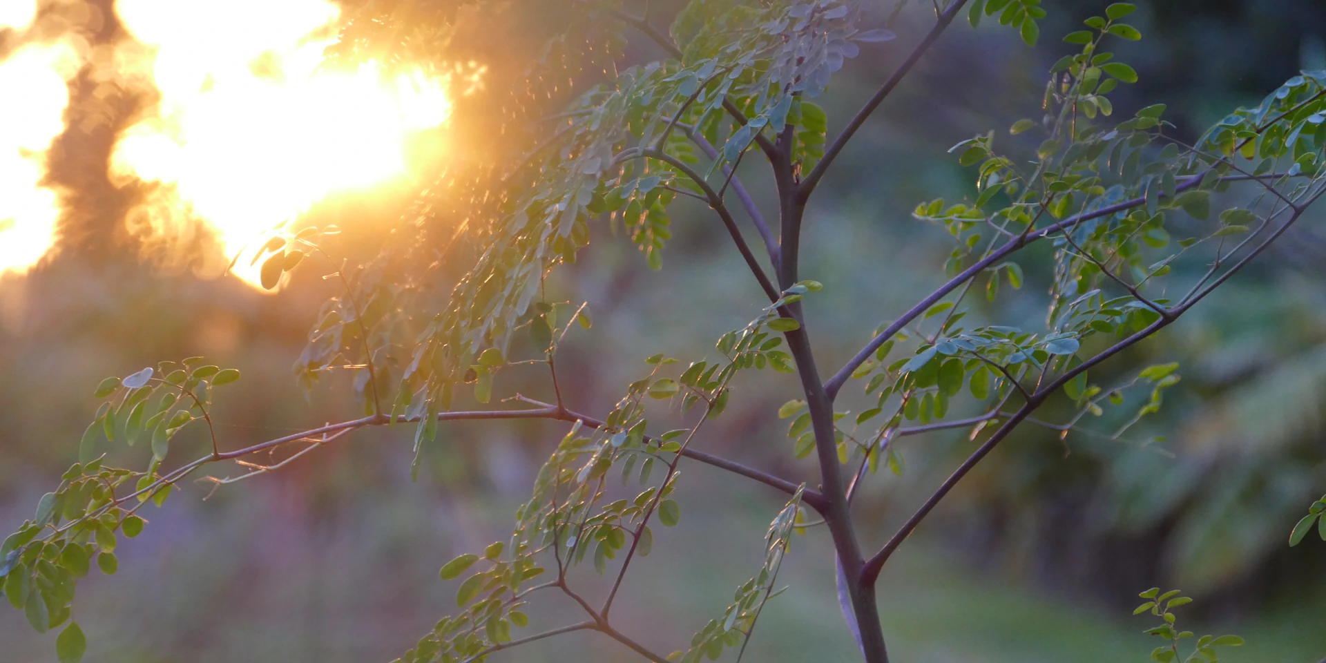moringa planta